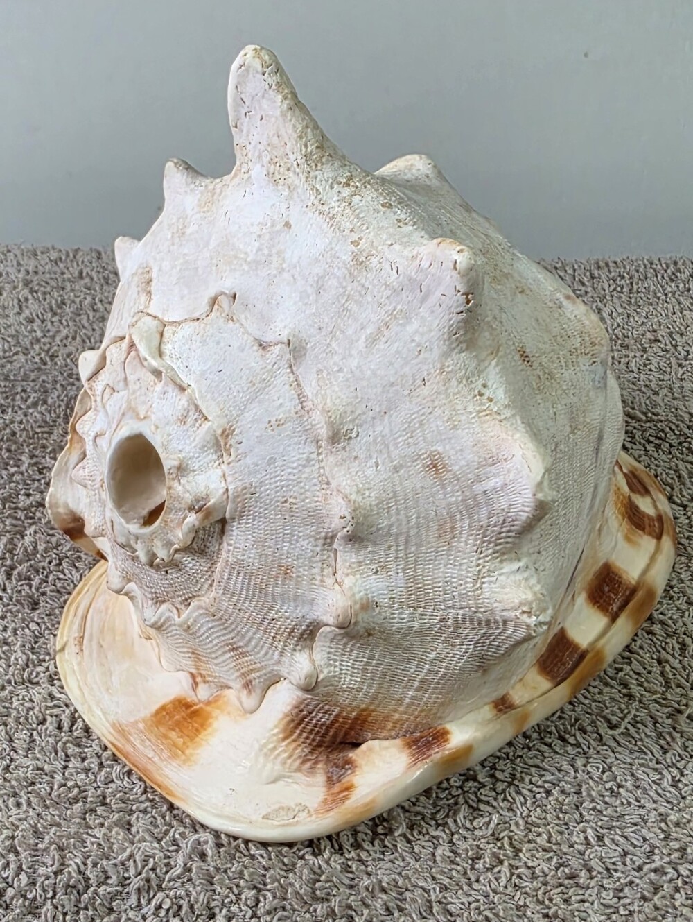 Horned Helmet Shell Classified As Cassis Cornuta